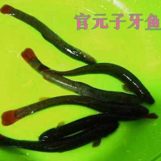 類似泥鰍的一種魚叫什么魚，三農小毛,長得像泥鰍,背上有“刀”而遭人嫌棄,如今卻賣百元1斤