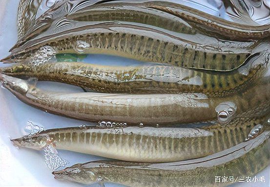 類似泥鰍的一種魚叫什么魚，三農小毛,長得像泥鰍,背上有“刀”而遭人嫌棄,如今卻賣百元1斤