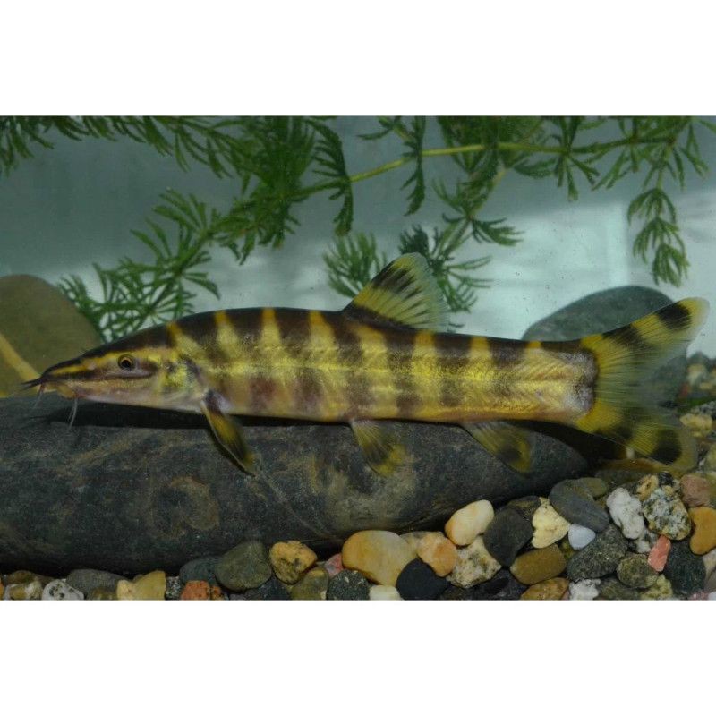 類似泥鰍的一種魚叫什么魚，三農小毛,長得像泥鰍,背上有“刀”而遭人嫌棄,如今卻賣百元1斤