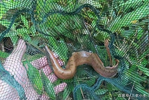 類似泥鰍的一種魚叫什么魚，三農小毛,長得像泥鰍,背上有“刀”而遭人嫌棄,如今卻賣百元1斤