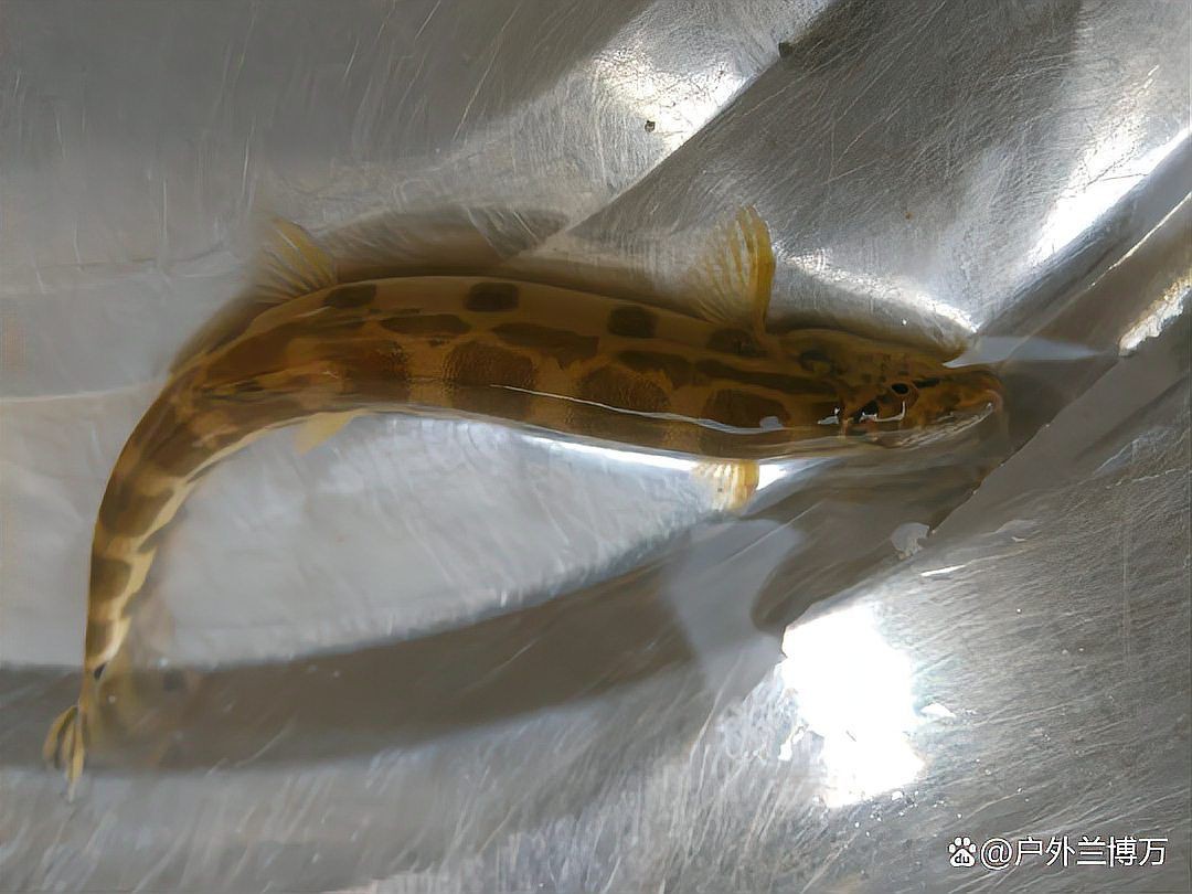 類似泥鰍的一種魚叫什么魚，三農小毛,長得像泥鰍,背上有“刀”而遭人嫌棄,如今卻賣百元1斤