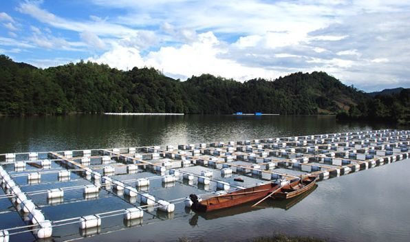 趴地虎魚怎么做:趴地虎魚做法
