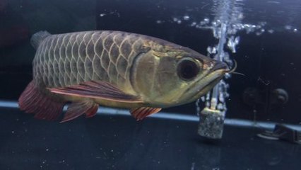 幻彩水族魚缸怎么選擇：1號水族魚缸官網提供了幻彩水族魚缸官網信息和信息