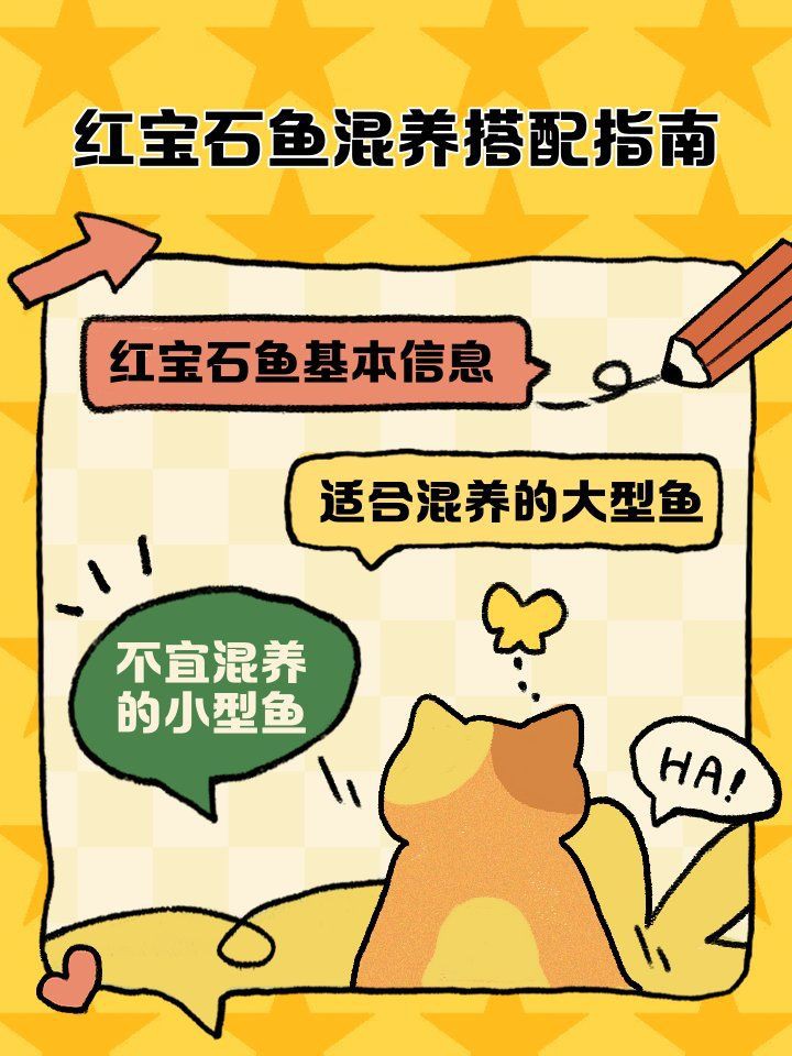 紅寶石魚混養(yǎng)最佳搭配【紅寶石魚可以和什么魚混養(yǎng)】