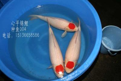 銀龍魚的飼養方法和配料表圖片(銀龍魚飼養方法及注意事項)