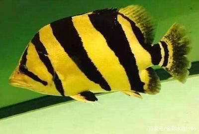 塑料盆養虎魚 塑料盆養虎魚 虎魚百科 第2張