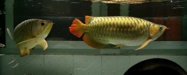 龍魚能喂活泥鰍嗎