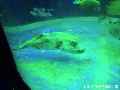 水族館魚(yú)缸定做，茂名魚(yú)缸定做：哈爾濱茂名魚(yú)缸定制魚(yú)缸定做魚(yú)缸的價(jià)格在100元之間
