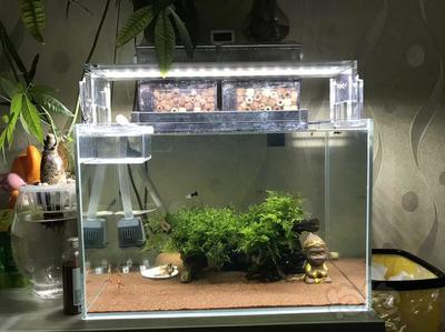 孔雀魚、泰國斗魚、金魚、黑裙魚、金魚、黑裙魚、黑裙魚：什么樣的觀賞魚最好養？