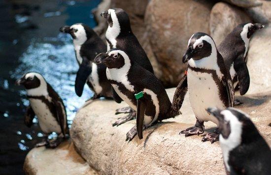 魚缸選購攻略：成都魚缸養金魚、大小和養魚缸的區別