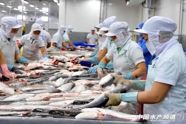 魚缸藍色背景圖片，怎么養？：魚缸藍色背景圖片