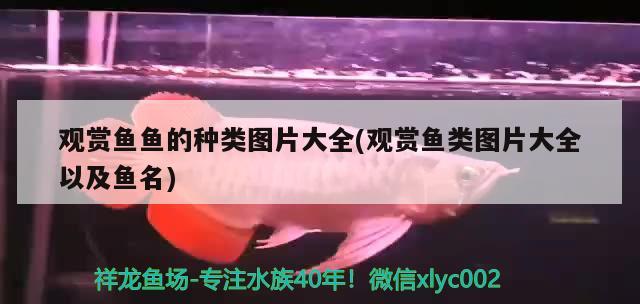 龍魚和虎魚怎樣搭配養魚苗（龍魚和虎魚怎樣搭配養魚苗視頻）