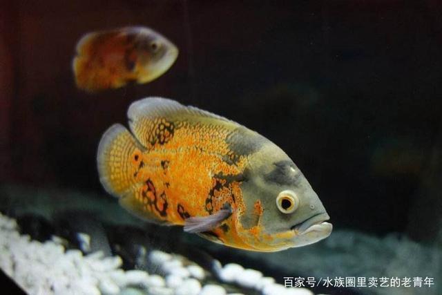金龍魚大還是銀龍魚大(為什么金龍魚比銀龍魚貴那么多) 金龍魚大還是銀龍魚大(為什么金龍魚比銀龍魚貴那么多) 銀龍魚百科 第2張