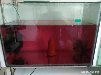 橄欖葉放魚缸黃水的方法是什么，橄欖葉放魚缸黃水的處理方法：如何處理橄欖葉放魚缸黃水