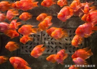 大型魚缸造景樹木：大型魚缸造景中使用樹木的相關信息