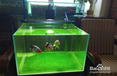 銀龍魚和什么魚混養最好圖片欣賞(銀龍魚和什么魚混養最好圖片欣賞大全) 銀龍魚和什么魚混養最好圖片欣賞(銀龍魚和什么魚混養最好圖片欣賞大全) 銀龍魚百科 第2張