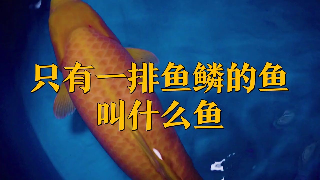 框鏡魚是什么魚【只有一排魚鱗的魚叫什么魚】