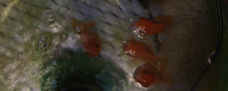 生態魚缸的制作技藝：環保魚缸的創意手工制作方法：生態魚缸的創意手工制作方法