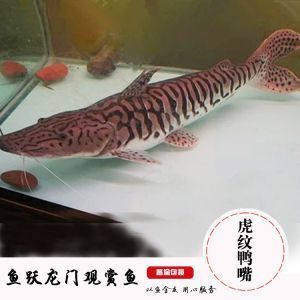來看看虎魚吧 來看看虎魚吧 虎魚百科 第2張