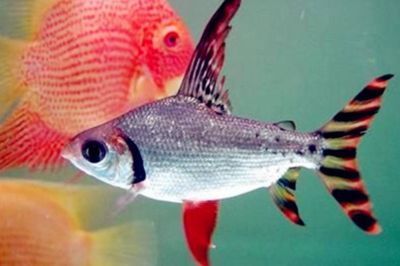 魚缸的英文是什么：四年級英語下冊第一課怎么讀？