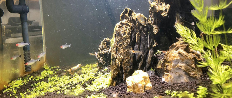 銀龍魚身上起白點是怎么回事圖片大全圖解(銀龍魚身上長白點了怎么辦) 銀龍魚身上起白點是怎么回事圖片大全圖解(銀龍魚身上長白點了怎么辦) 銀龍魚百科 第2張