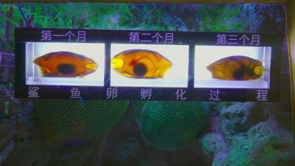 大魚缸除藻能力最強的魚(大魚缸除藻能力最強的魚是)