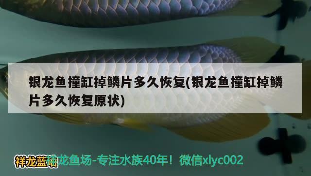 銀龍魚撞缸掉鱗片多久恢復(銀龍魚撞缸掉鱗片多久恢復原狀)