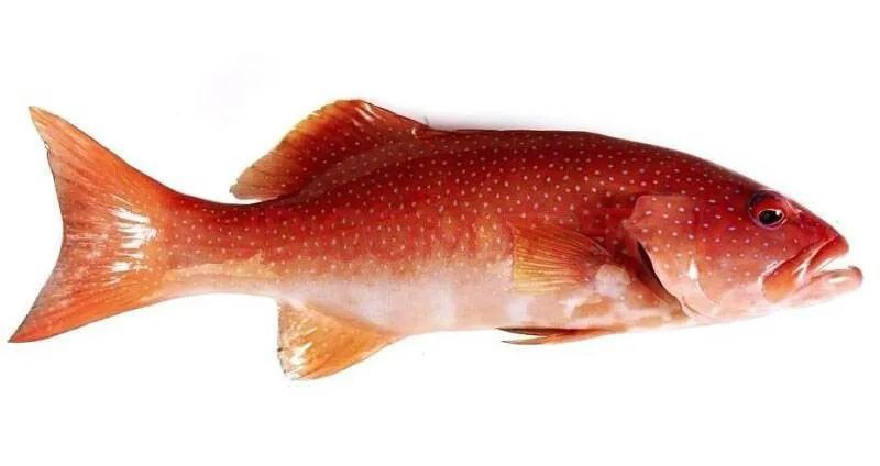 東星斑魚，東星斑為什么被稱為“東星斑”？