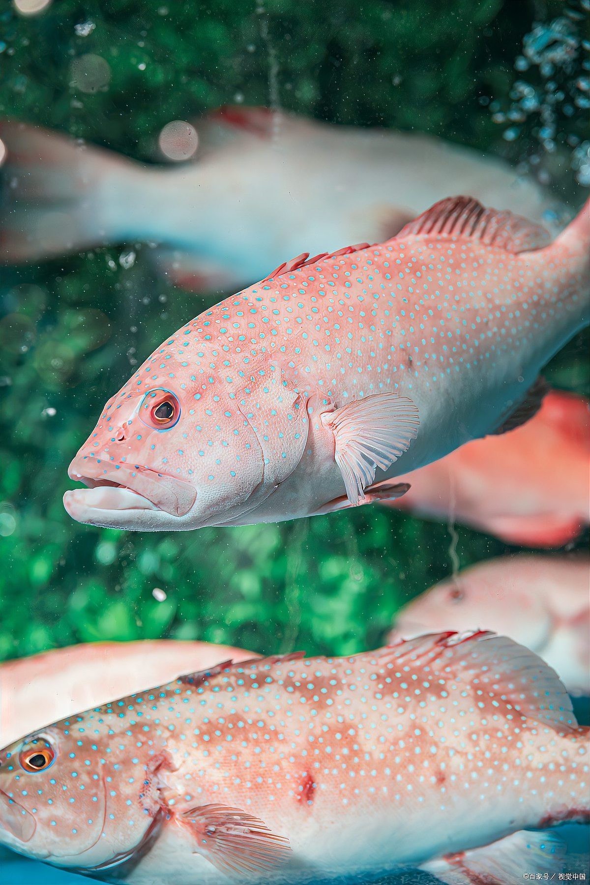 東星斑魚，東星斑為什么被稱為“東星斑”？