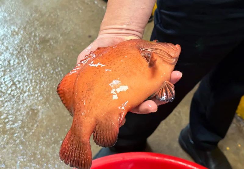 東星斑魚，東星斑為什么被稱為“東星斑”？