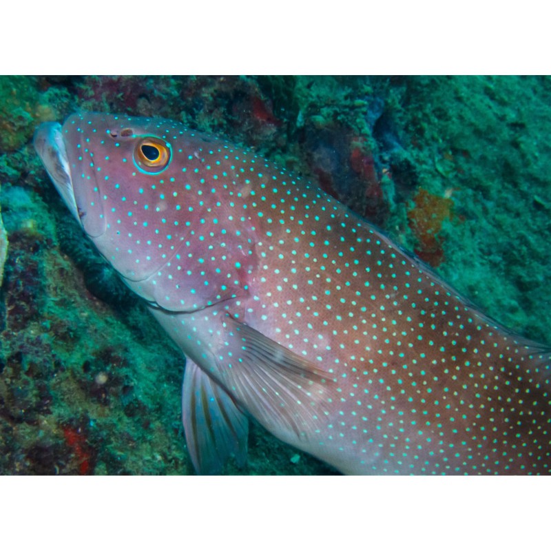 東星斑魚，東星斑為什么被稱為“東星斑”？