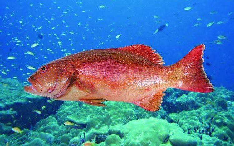 東星斑魚，東星斑為什么被稱為“東星斑”？