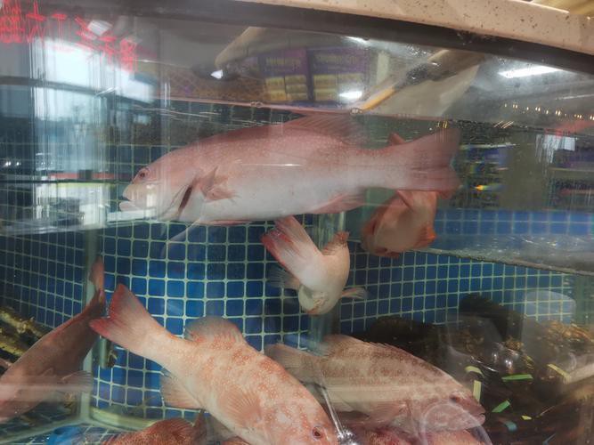 東星斑魚，東星斑為什么被稱為“東星斑”？