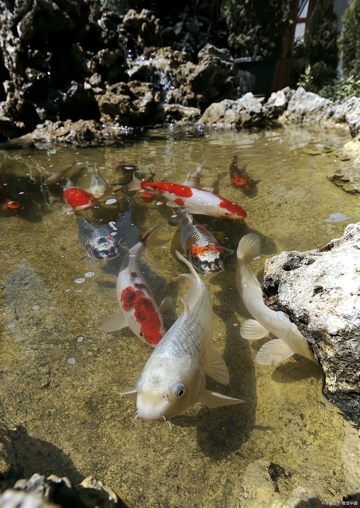 養二條魚不吉利的原因，《養二條魚不吉利的原因》 養二條魚不吉利的原因，《養二條魚不吉利的原因》 龍魚論壇 第4張