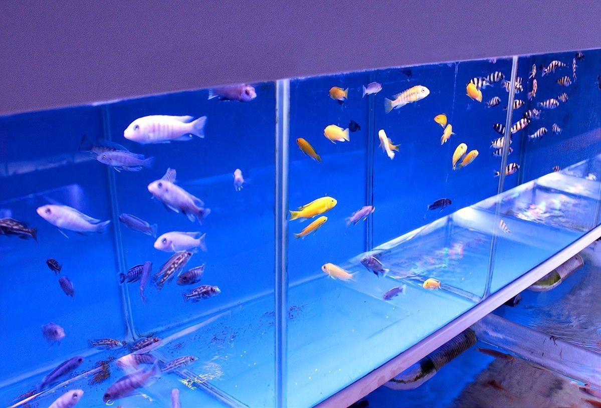 養二條魚不吉利的原因，《養二條魚不吉利的原因》 養二條魚不吉利的原因，《養二條魚不吉利的原因》 龍魚論壇 第7張
