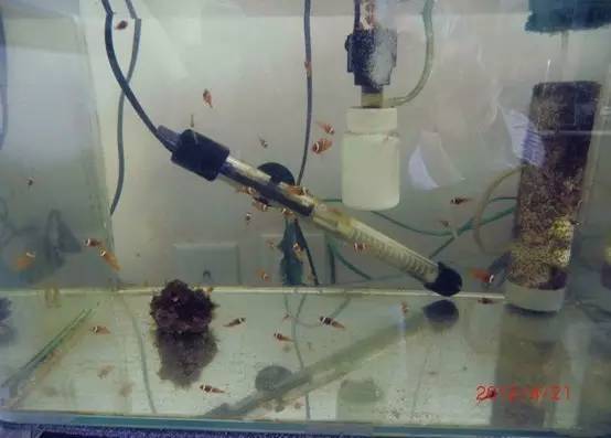 黑色魚缸和白色魚缸選擇哪個顏色的魚缸更好看：選擇黑色魚缸和白色魚缸各有其特點和優勢