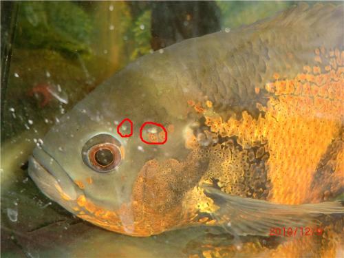 魚缸過濾器的濾材擺放順序：魚缸濾材的擺放順序