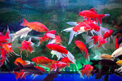 <strong><mark>阿里</mark></strong>巴巴旗下的二手魚缸配底座柜子轉讓二手魚缸柜子轉讓：如何在閑魚上找到合適的二手魚缸？