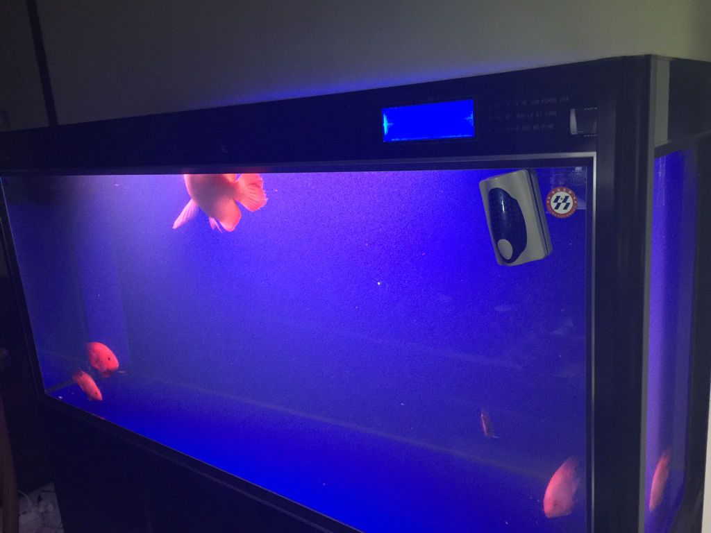 龍魚不吃食不愛動怎么弄：如何判斷龍魚是否患病，龍魚換季飲食調整技巧