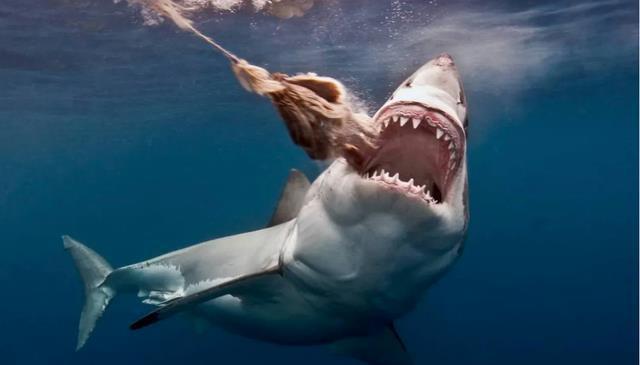 銀龍魚(yú)和汗鯊混養(yǎng)好嗎(銀龍和汗鯊可以混養(yǎng)嗎)