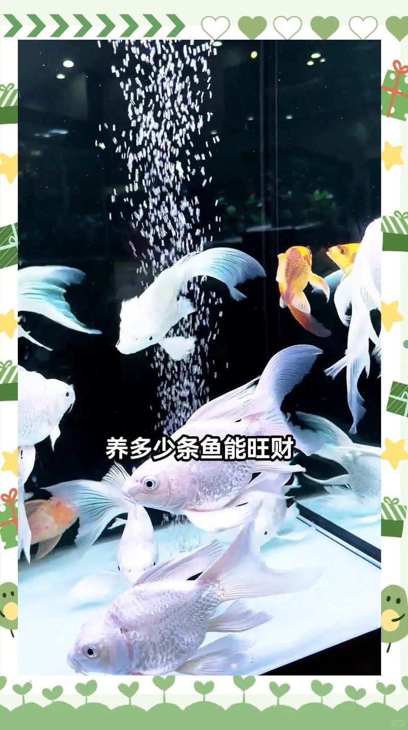 1988年龍養幾條魚旺財，1988年屬龍之人養魚旺財的風水建議