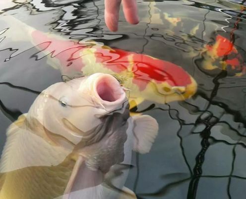 龍魚虎魚混養(yǎng)小時(shí)候喂什么（龍魚虎魚不吃食怎么辦）