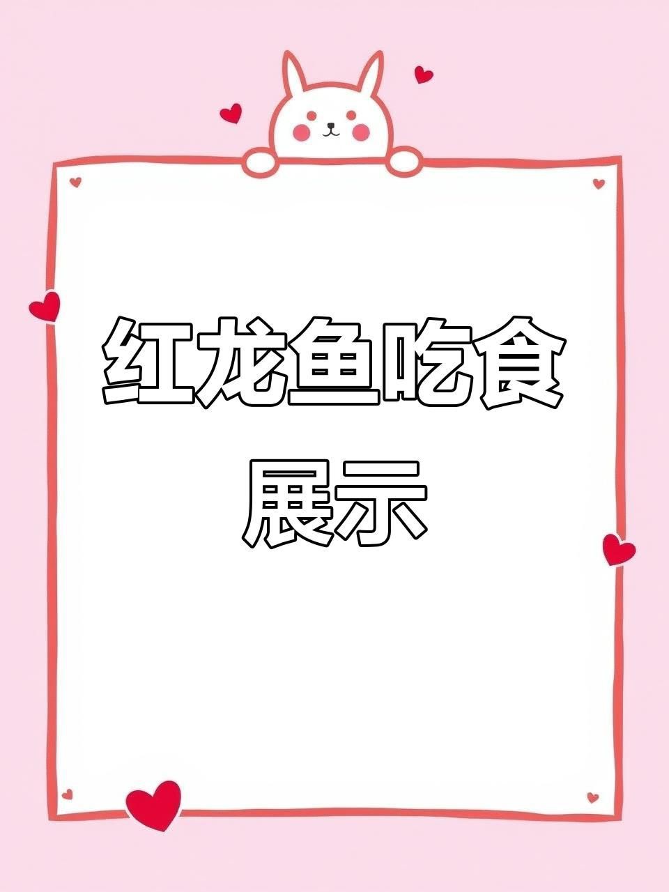 普通精品賽級紅龍魚，普通精品賽級紅龍魚吃食狀態大揭秘優雅飄逸的王者風范