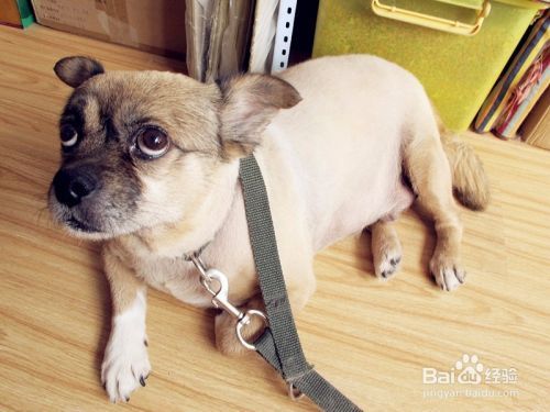 石子放魚缸會增加重量嗎視頻(魚缸里放石子容易死魚)