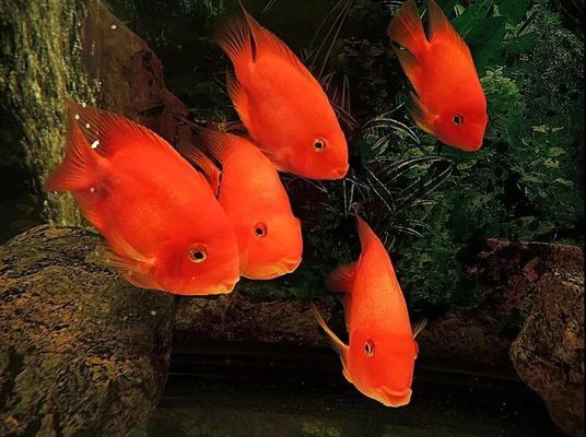 龍魚蒙眼怎樣治療視頻(龍魚蒙眼怎樣治療視頻教程)