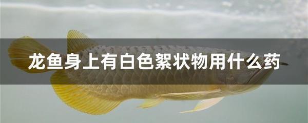 房間放置小魚缸的風水講究：臥室養魚的利弊分析