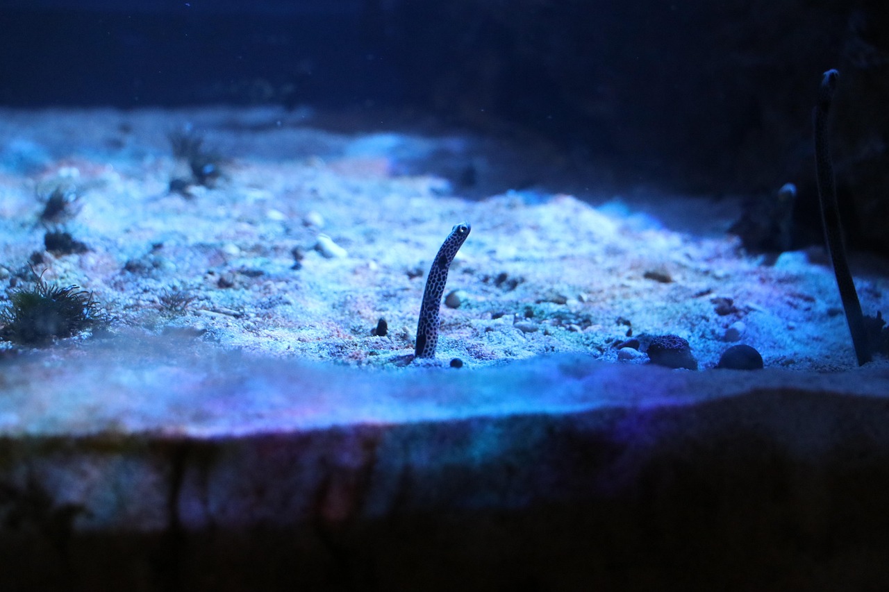 射洪縣經(jīng)典水族世界（射洪水族館）