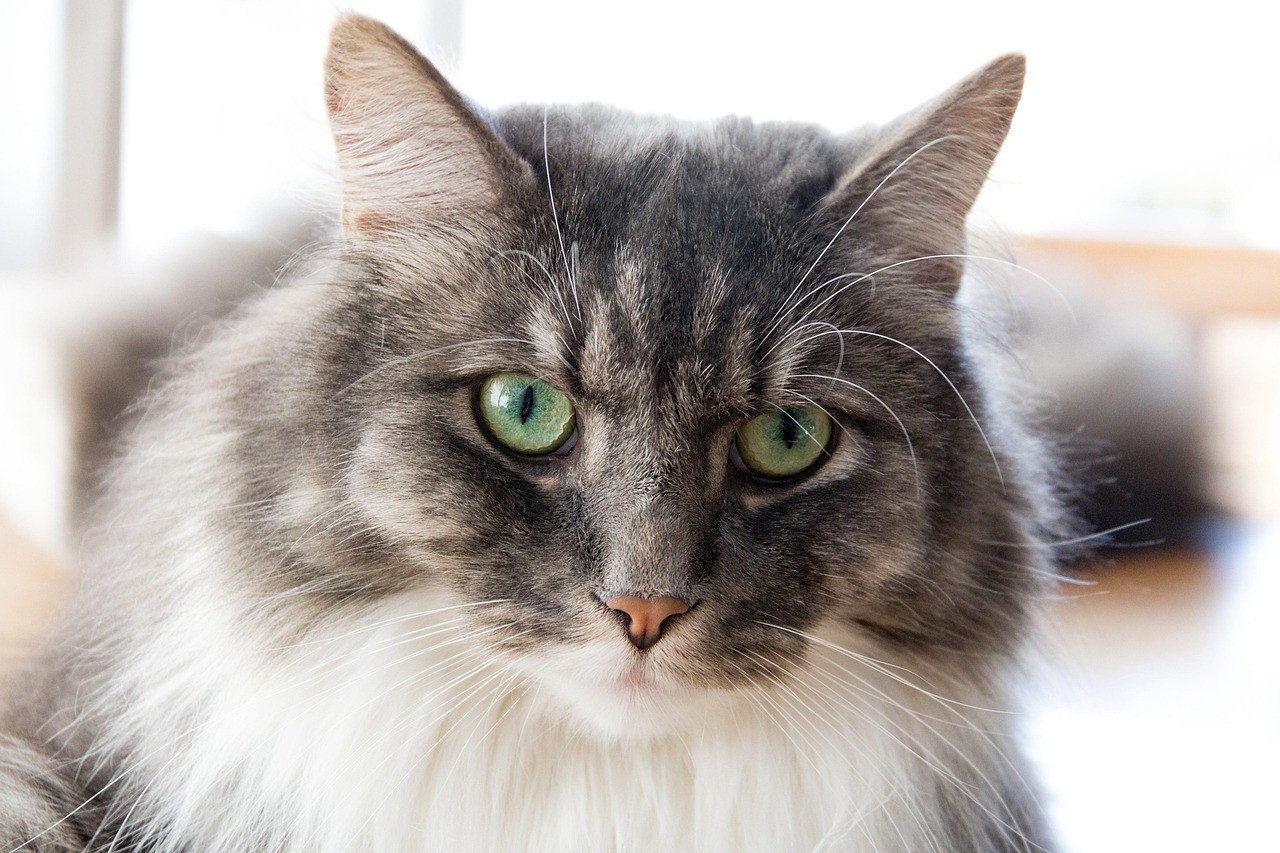 銀龍魚的飼養技巧圖解教程(銀龍魚飼養技術)
