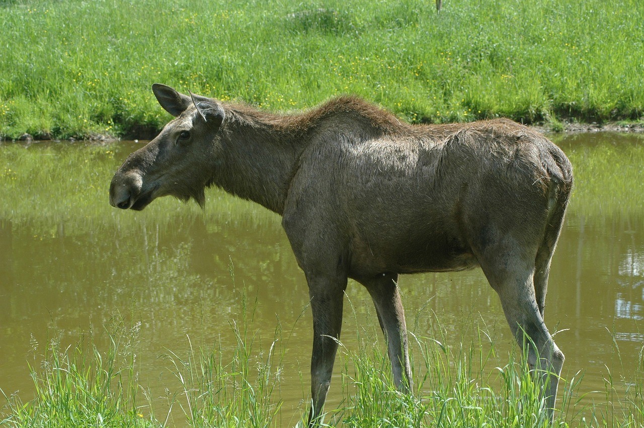 龍魚和虎魚打架嗎圖片（龍魚和虎魚打架嗎圖片）