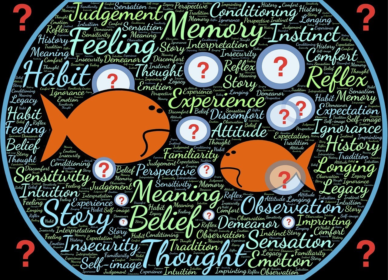 黑食水虎魚怎么養？ 黑食水虎魚怎么養？ 虎魚百科 第3張